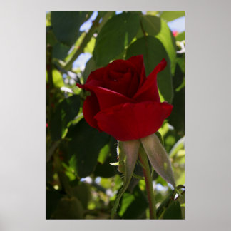 Poster La Rose rouge