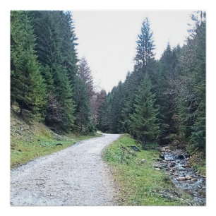 Poster La route entre les pins - Wild Nature Romania
