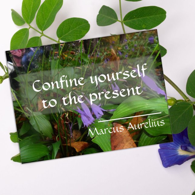 Poster La sagesse latine cite l'affiche verte (Créateur téléchargé)