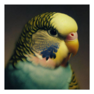 Poster La sérénité de Budgie