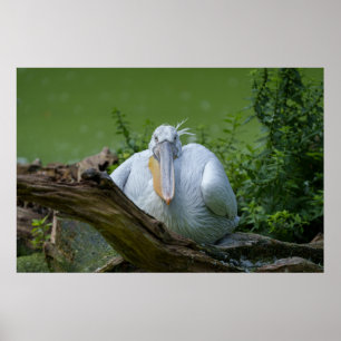 Poster La sérénité du pélican, un regard captivant