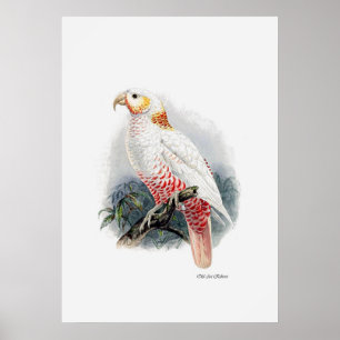 Poster La Série De Perroquets Un Des Trois