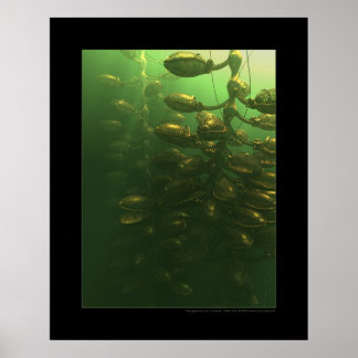 Poster La serre