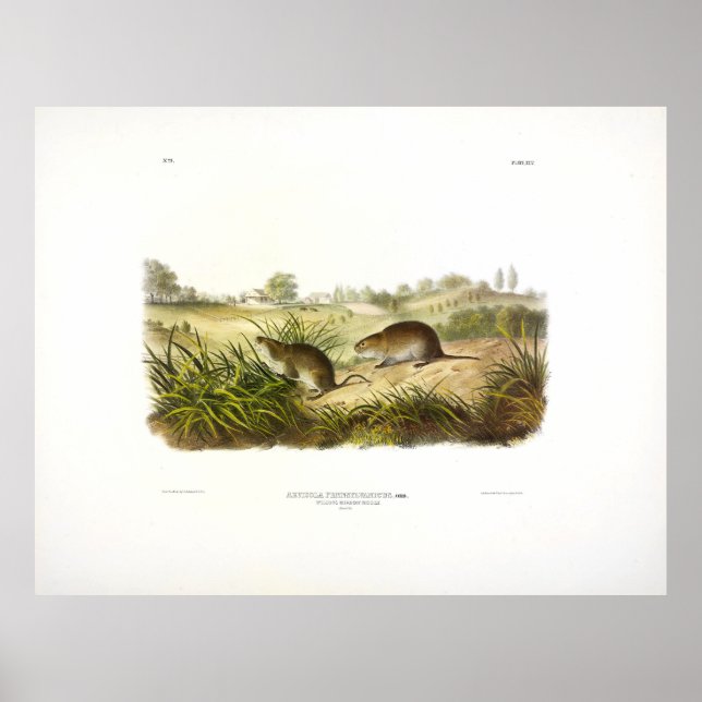 Poster La souris de prairie Wilson (Meadow Vole) par Audu (Devant)