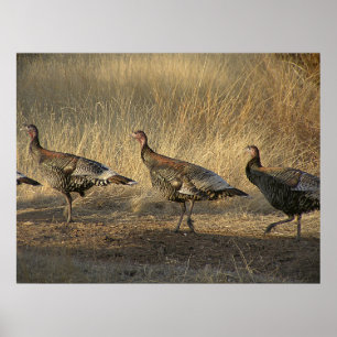 Poster La Turquie marche au coucher du soleil
