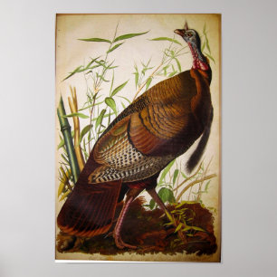 Poster La Turquie sauvage, John James Audubon
