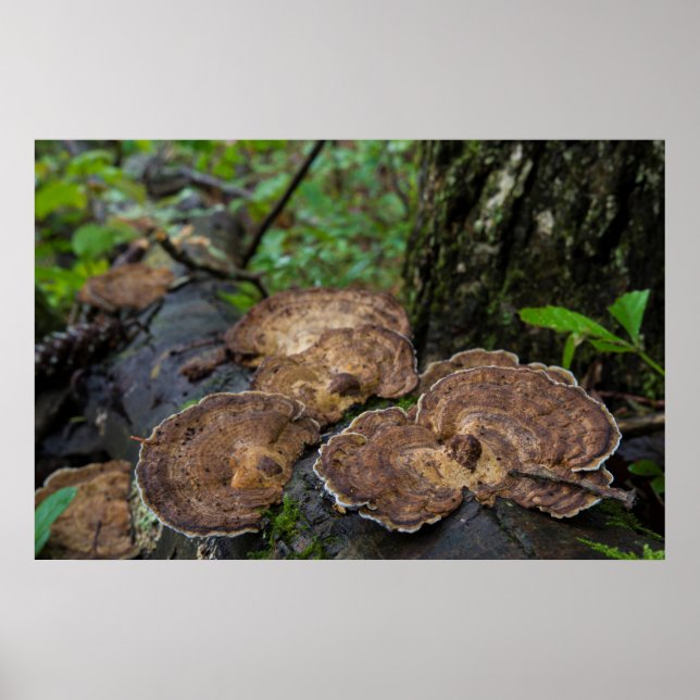 Poster La Turquie Tail Champignons Cultivant Naturellemen (Devant)