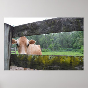 Poster La vache Cookie Pille À Travers La clôture