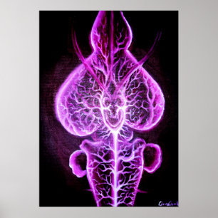 Poster La vascularisation du système nerveux en roden