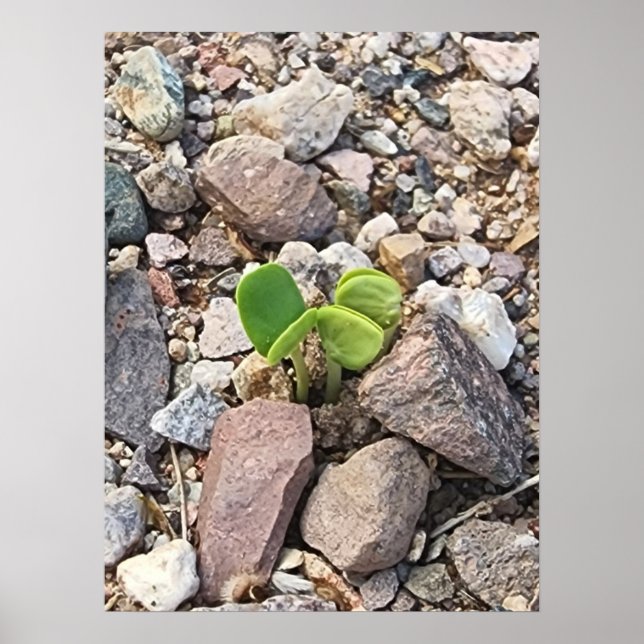 Poster La vie dans les rochers Photo (Devant)