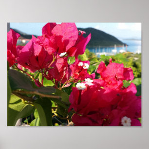 Poster La vie de l'île des Bougainvilliers roses des Cara