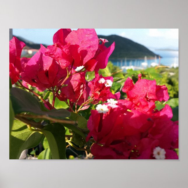 Poster La vie de l'île des Bougainvilliers roses des Cara (Devant)