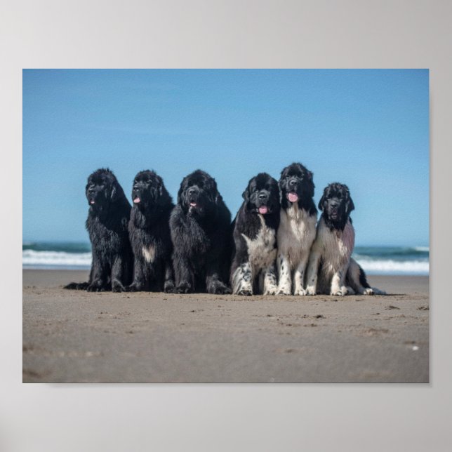 Poster La vie est meilleure à la plage des chiens de terr (Devant)