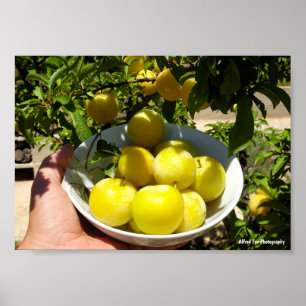 Poster La vie est un bol de prunes