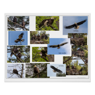 Poster La vie familiale de l'aigle