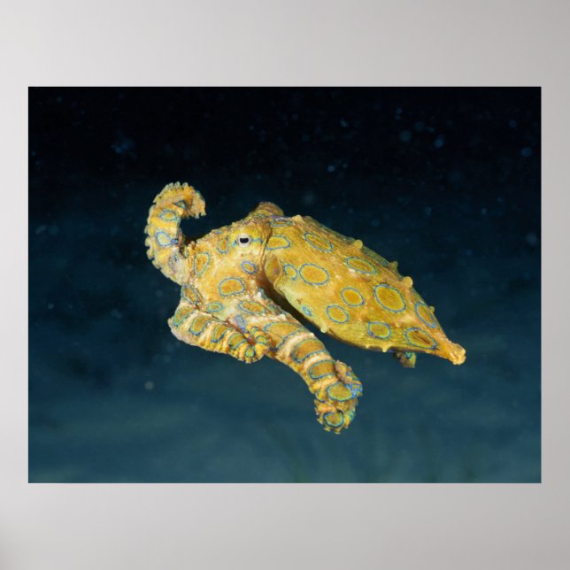 Poster La vie marine - Pieuvre (Devant)