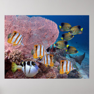 Poster La vie sur la barrière de corail - Corail et poiss