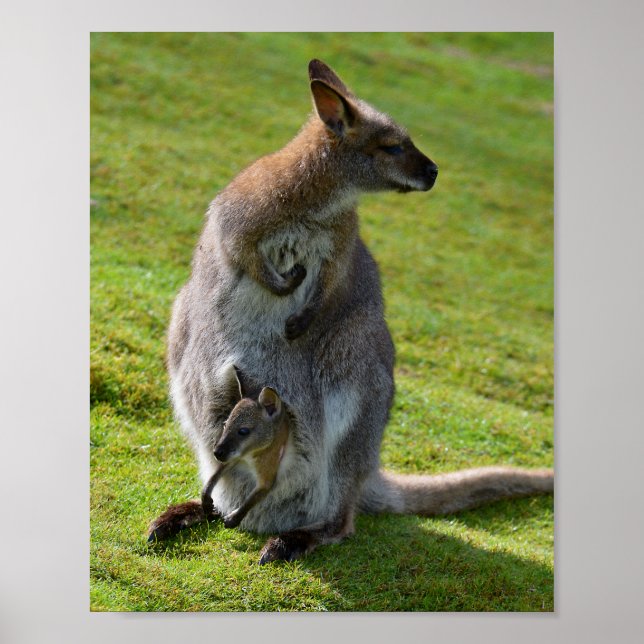 Poster La wallaby à cou rouge et sa joie (Devant)
