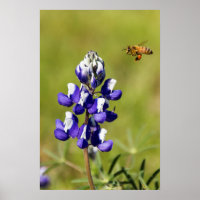 L'abeille occupée à la recherche d'une fleur de Lu