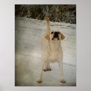 Poster Laboratoire d'hiver