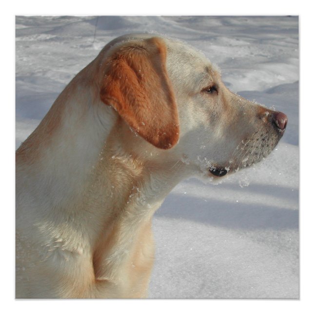 Poster laboratoire jaune 4 (Devant)