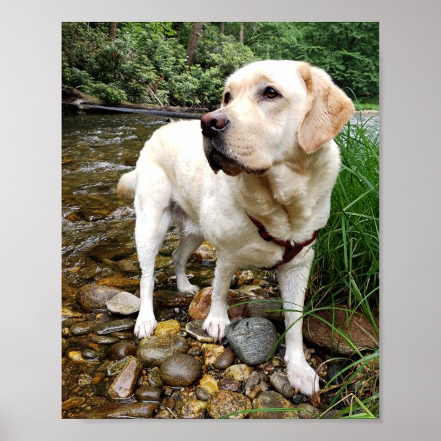 Poster Laboratoire Jaune, Chien d'eau Jouer dans un ruiss (Devant)