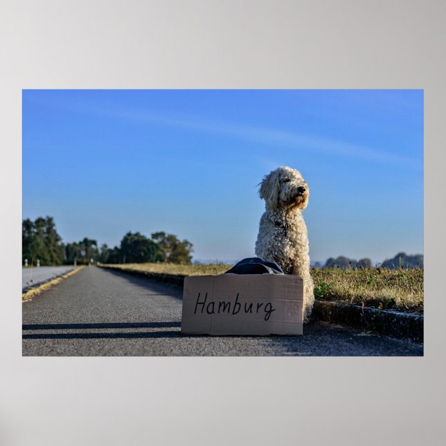 Poster Labradoodle (Devant)