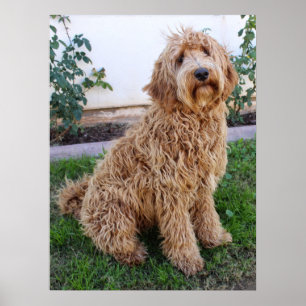 Poster Labradoodle Chien chiot