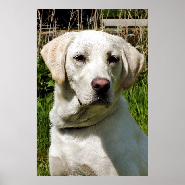POSTER LABRADOR (Devant)