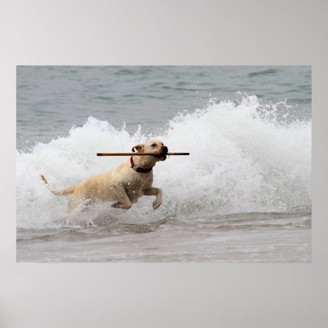 Poster Labrador - Jaune - Allez chercher ! (Devant)