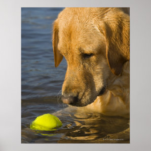 Poster Labrador jaune avec une balle de tennis dans l'eau