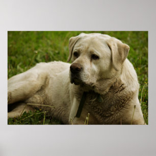 Poster Labrador Photo