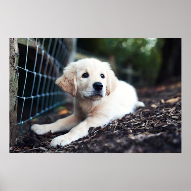 Poster Labrador Puppy (Devant)