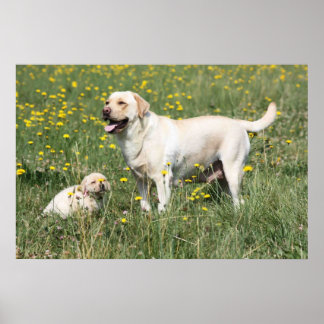 Poster Labrador Retriever