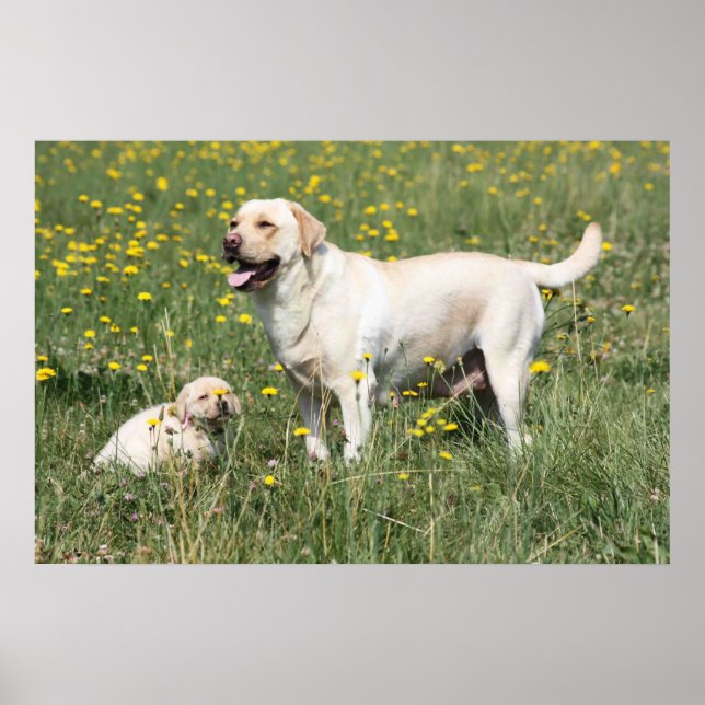 Poster Labrador Retriever (Devant)