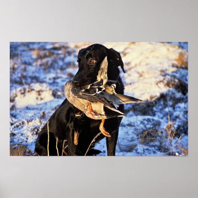 Poster Labrador Retriever avec Drake Mallard (Devant)
