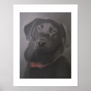 Poster Labrador Retriever Beautiful 11x14