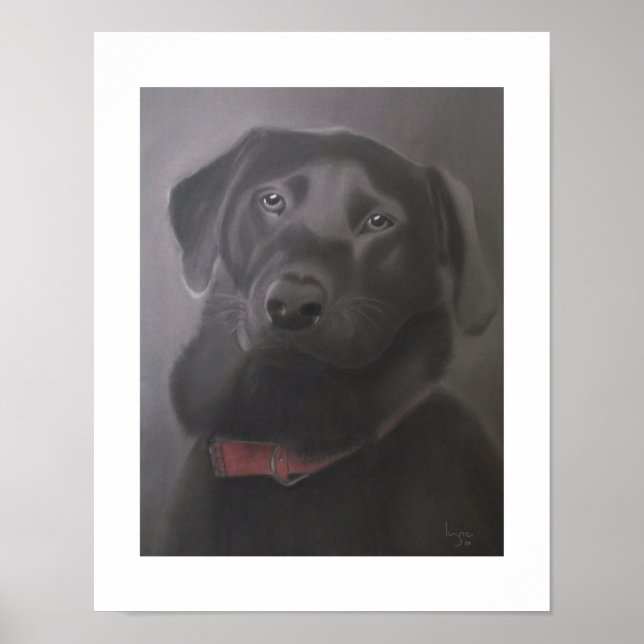 Poster Labrador Retriever Beautiful 11x14 (Devant)