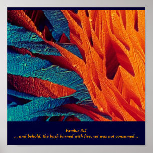 Poster L'abrégé sur Bush brûlant