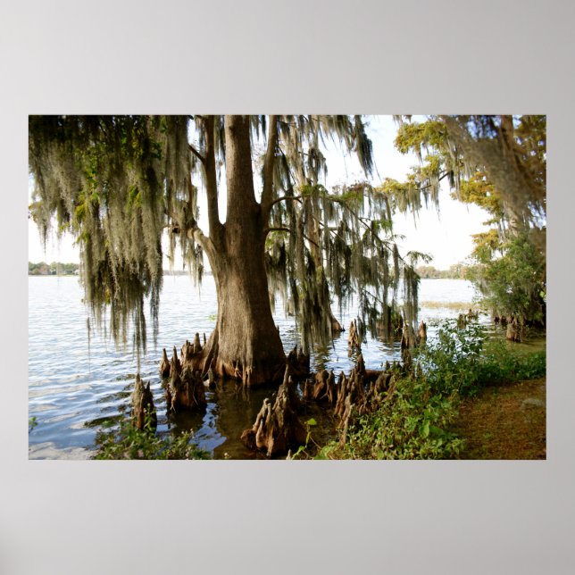 Poster Lac Cypress (Devant)