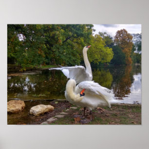 Poster Lac de Swan