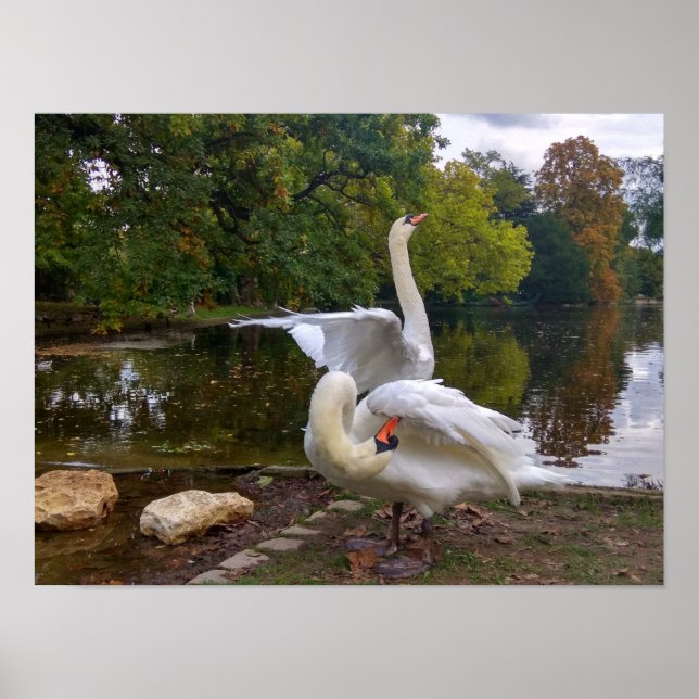 Poster Lac de Swan (Devant)