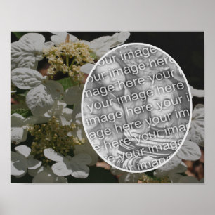 Poster Lacecap Fleur Hydrangea Créez votre propre photo