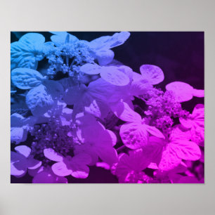 Poster Lacecap Hydrangea Fleur Noir Et Blanc Tinté