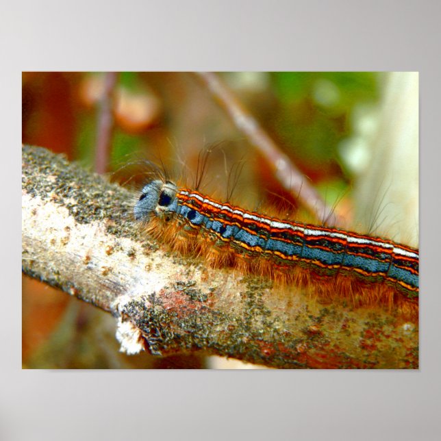 Poster Lackey Moth Caterpillar (Devant)