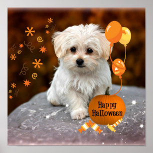 Poster L'adorable chiot maltais célèbre Halloween