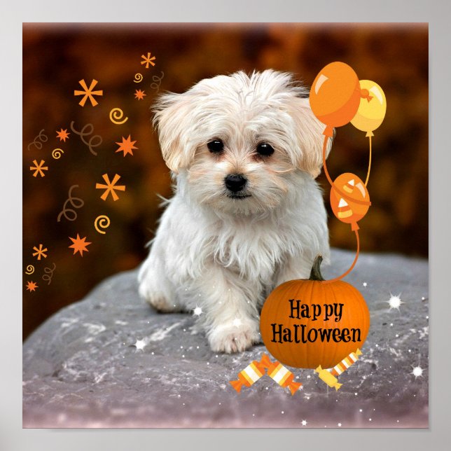 Poster L'adorable chiot maltais célèbre Halloween (Devant)
