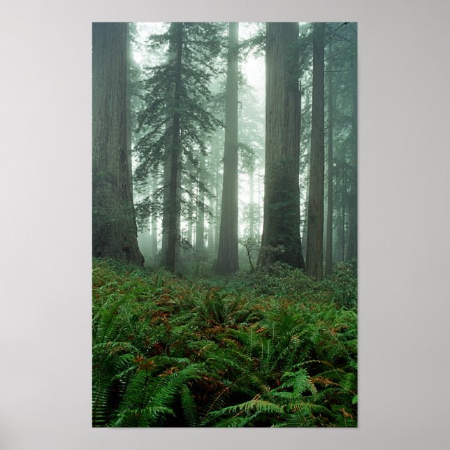 Poster Lady Bird Johnson Grove (Devant)