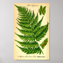 Poster Lady Fern (Athyrium filix-femina)