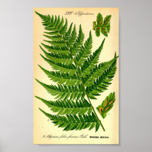Poster Lady Fern (Athyrium filix-femina)